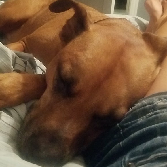 Meet your Posher, Shane' - Picture 4 of 4